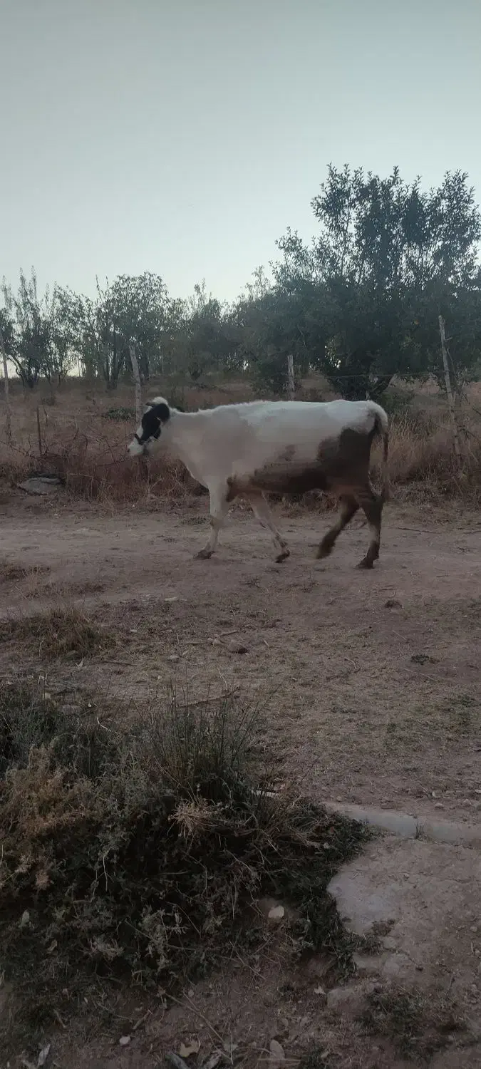 گاو محلی|حیوانات مزرعه|وردشت, |دیوار