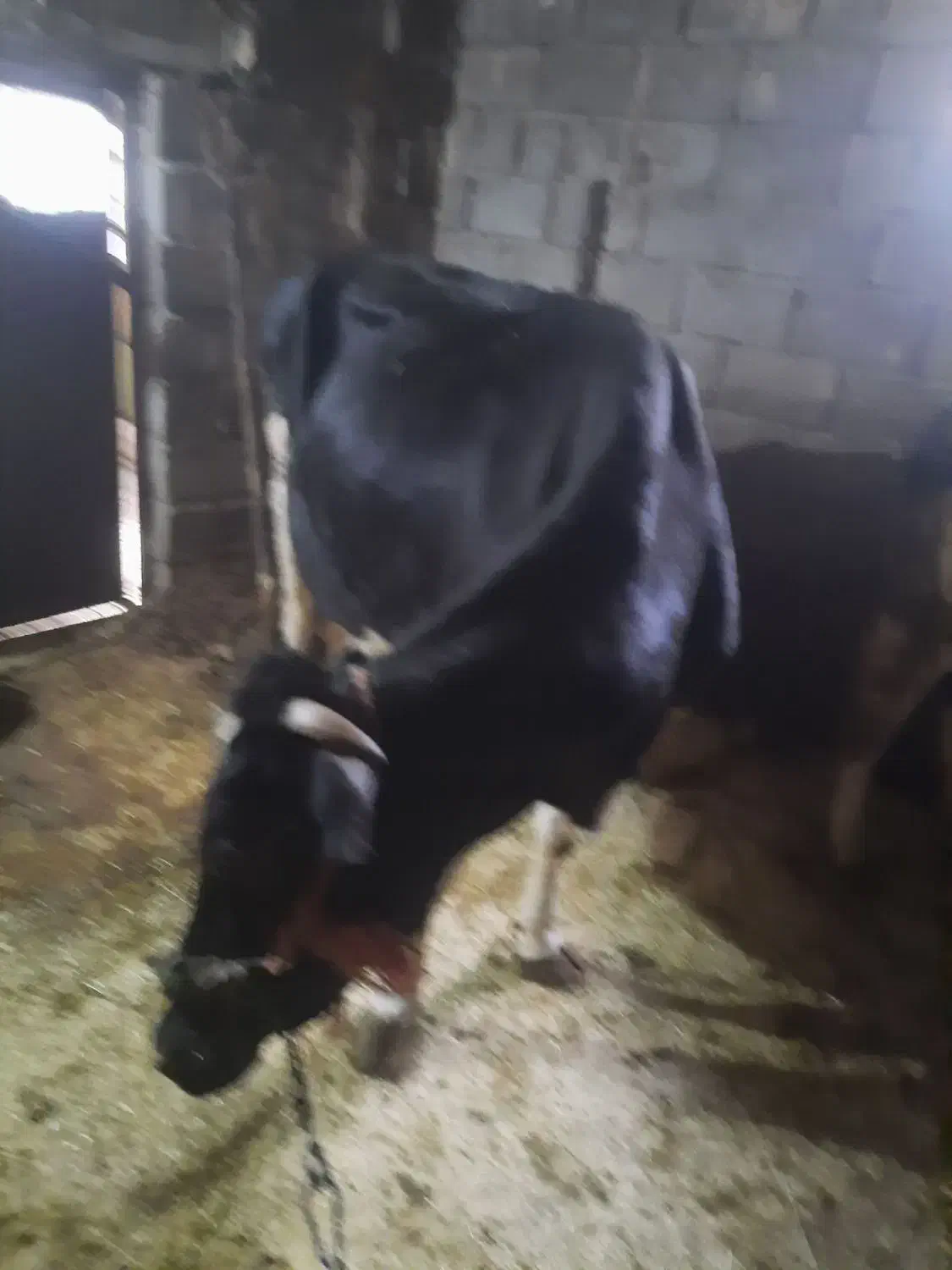 گاو شیری آبستن|حیوانات مزرعه|دهگلان, |دیوار