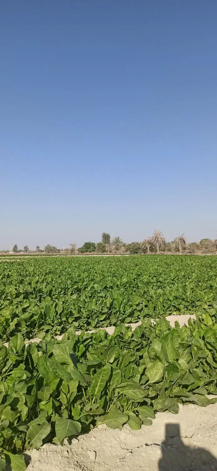 پالِک یا همون اسفناج موجوده|خوردنی و آشامیدنی|پیر سهراب, |دیوار