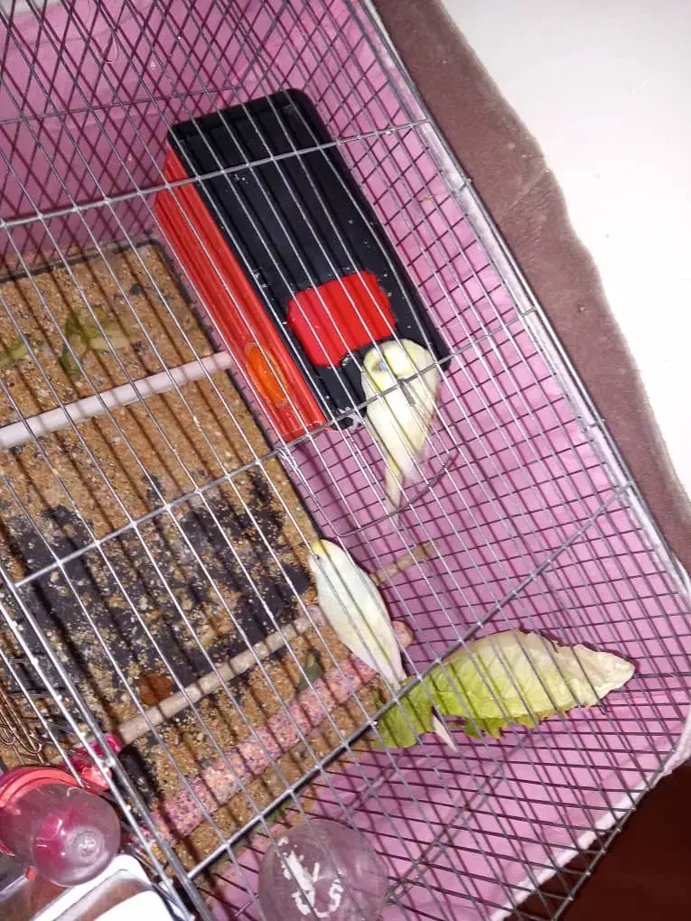 یک جفت مرغ عشق مولددارندتخم می‌گذارند|پرنده|تبریز, |دیوار