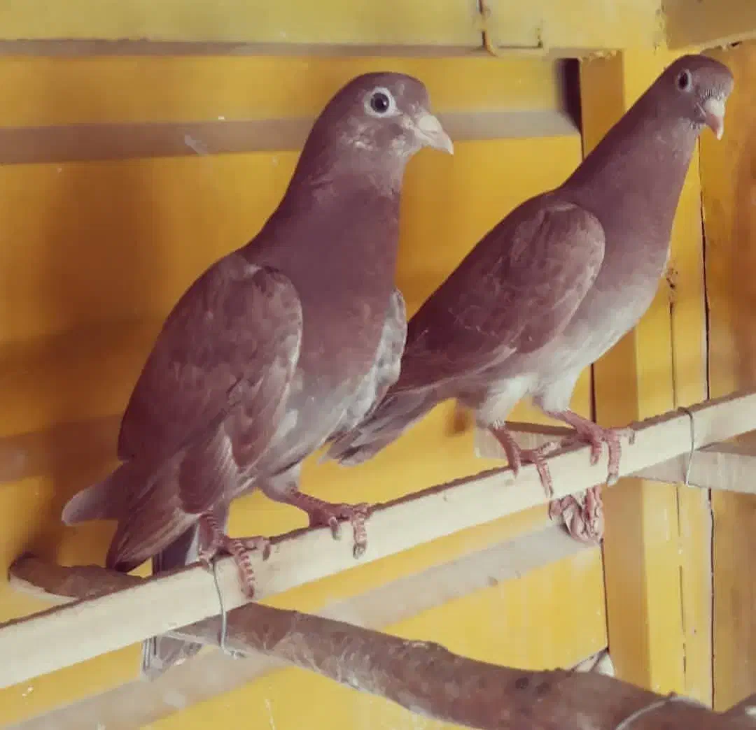 کبوتر تیپلر انگلیسی|پرنده|شهریار, شهریار|دیوار