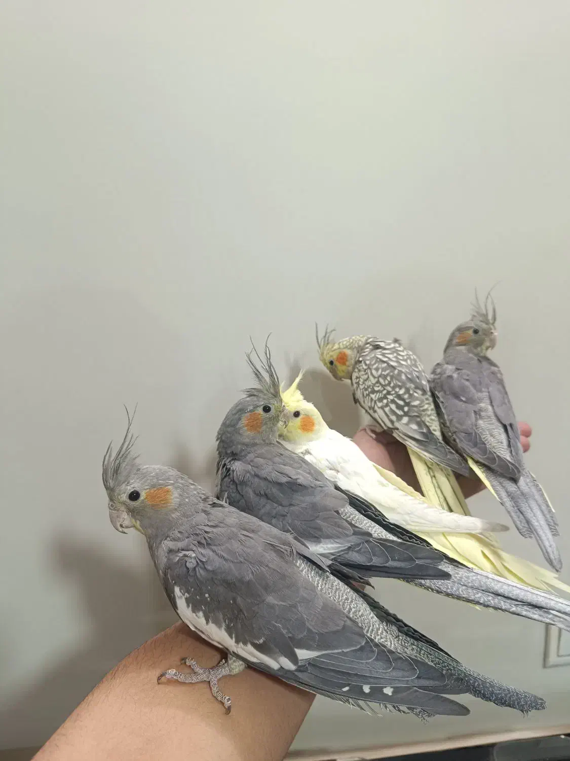 شیش عدد عروس هلندی مولد و جوجه|پرنده|ملایر, |دیوار