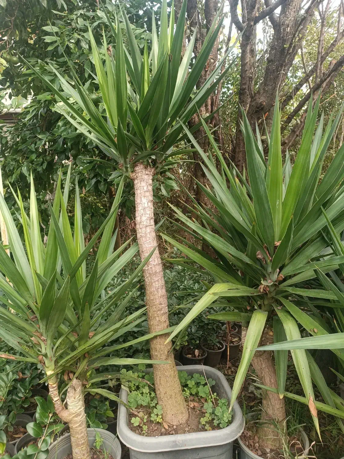 گل یوکا سطل ده تا سطل 40|گل و گیاه طبیعی|نشتارود, |دیوار