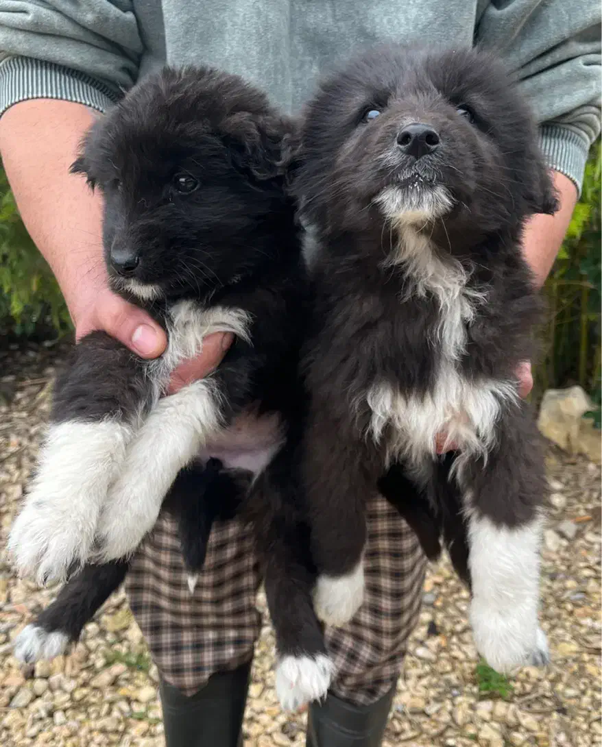 سگ قهدریجانی|سگ|ساری, |دیوار