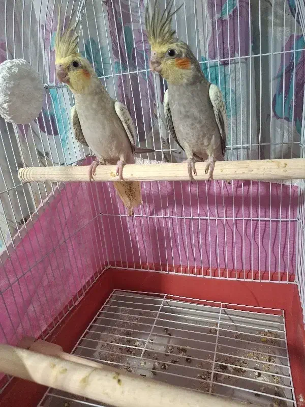 عروس هلندی|پرنده|ماهدشت, |دیوار