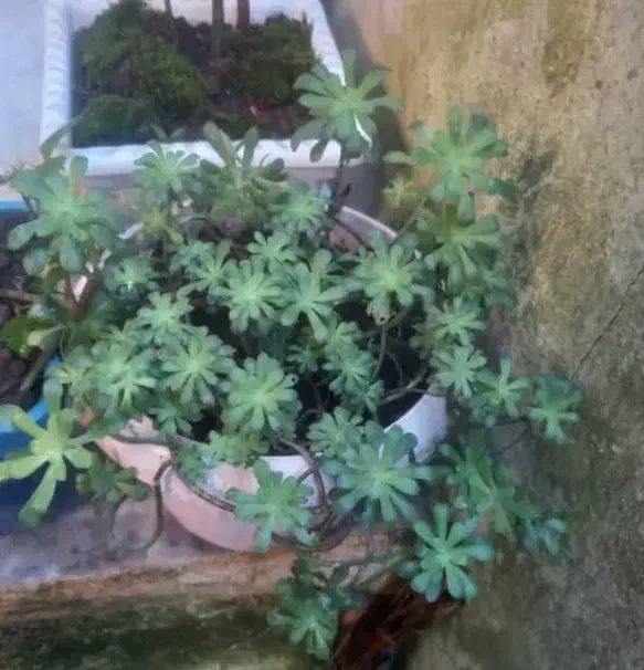 گل و گیاه گلدونی|گل و گیاه طبیعی|رشت, یخسازی|دیوار