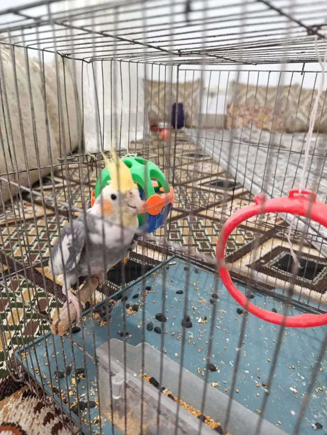 یک عدد عروس هلندی نر|پرنده|برازجان, |دیوار