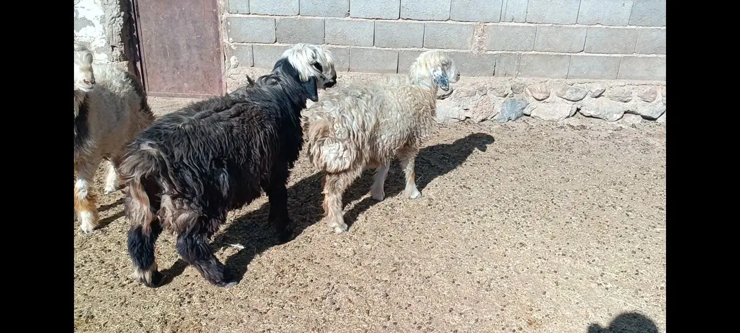 بره قوچی .قوچ.بز.کهره|حیوانات مزرعه|حسن آباد, |دیوار