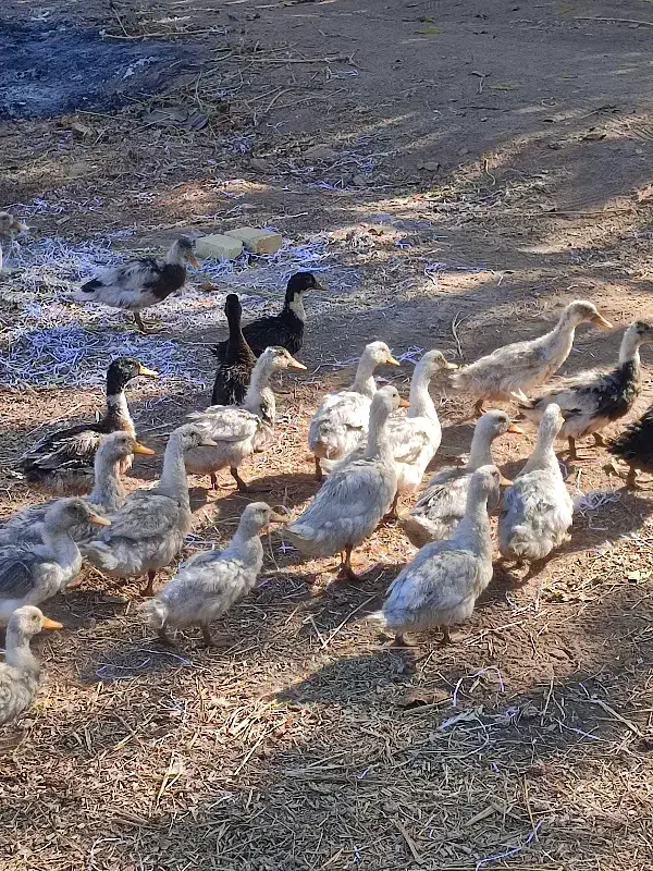 اردک|حیوانات مزرعه|اقبالیه, |دیوار