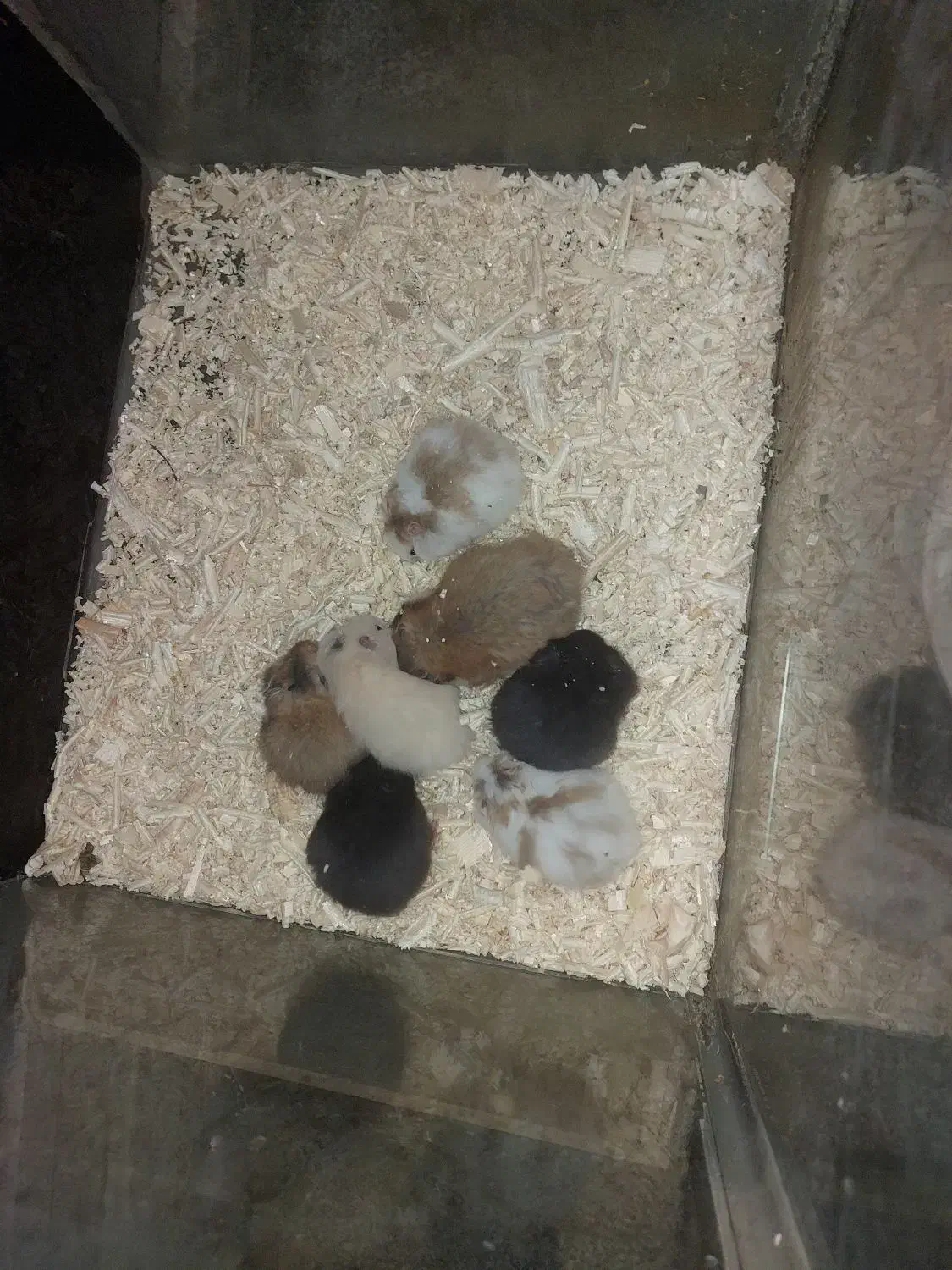 همستر کمپل و سوری|موش و خرگوش|اصفهان, احمدآباد|دیوار