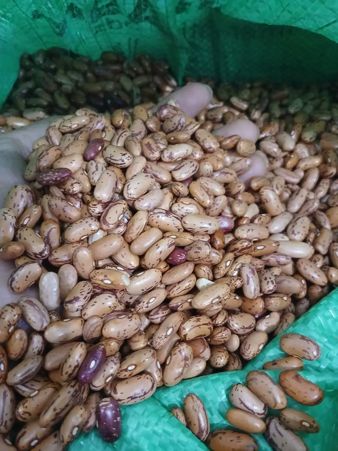 خشکبار|حراج|داراب, |دیوار