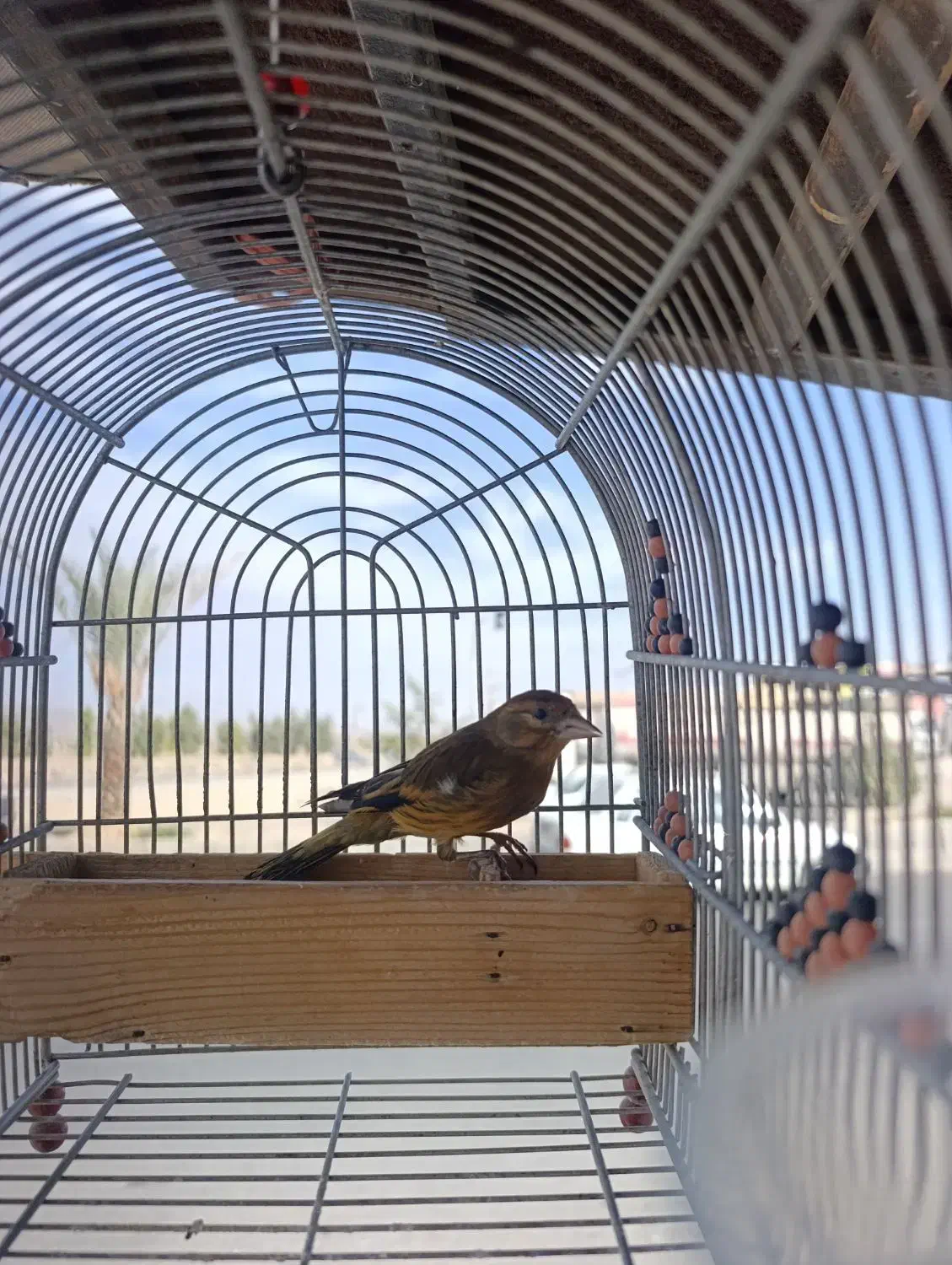 سهره قناری نر جوجه امسال|پرنده|فسا, |دیوار