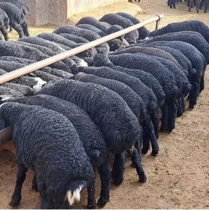 بره قره قزل ۷۰کیلو|حیوانات مزرعه|سردرود, |دیوار