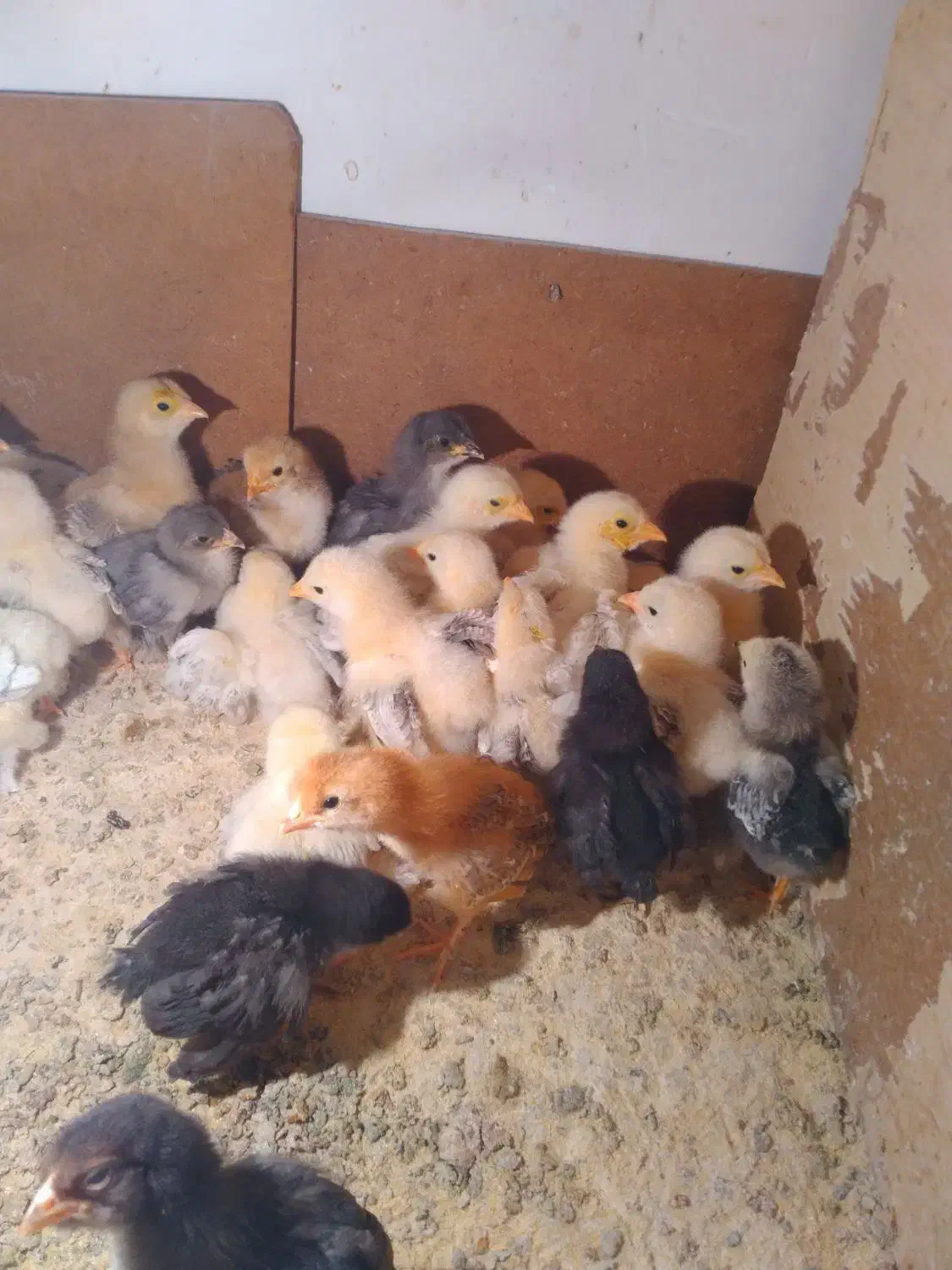 فروش مرغ و جوجه برهما و سسار،،و دستگاه جوجه کشی|حیوانات مزرعه|مشگین شهر, |دیوار
