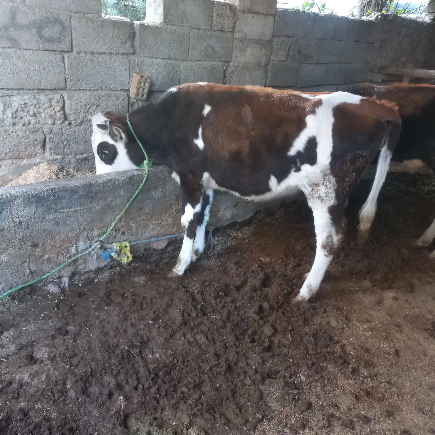 تلی گوساله  نزاییده دورگ سیمینتال خوش خوراک|حیوانات مزرعه|گنبد کاووس, |دیوار