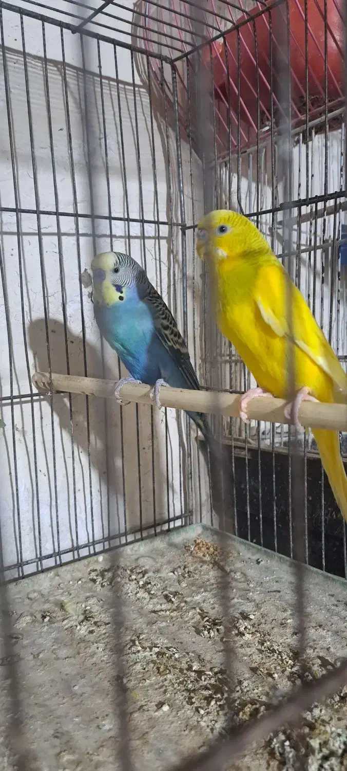 مرغ عشق خوش رنگ|پرنده|پارسآباد, |دیوار