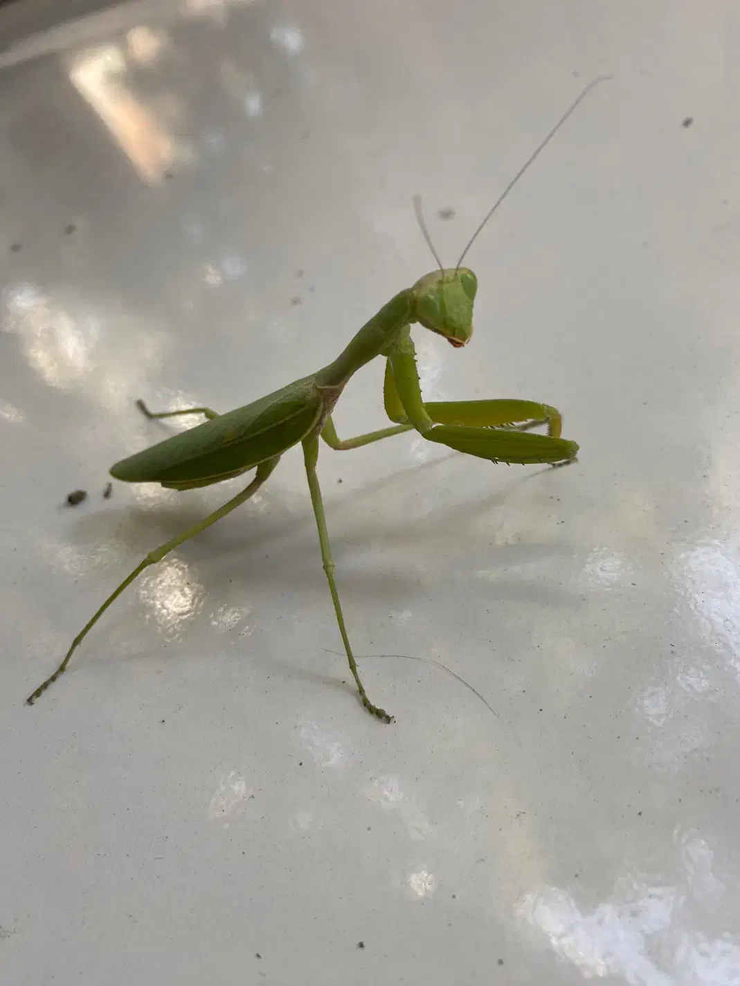سمپاشی صددرصدتضمینی ساس سوسک و ..بامجوزرسمی بهداشت|خدمات نظافت|فردیس, نسترن غربی|دیوار