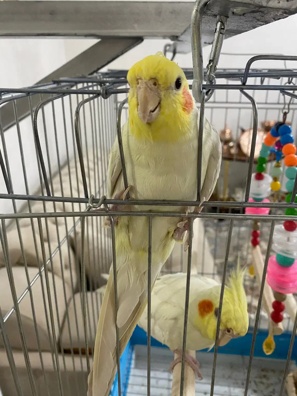 عروس هلندی|پرنده|ابهر, |دیوار