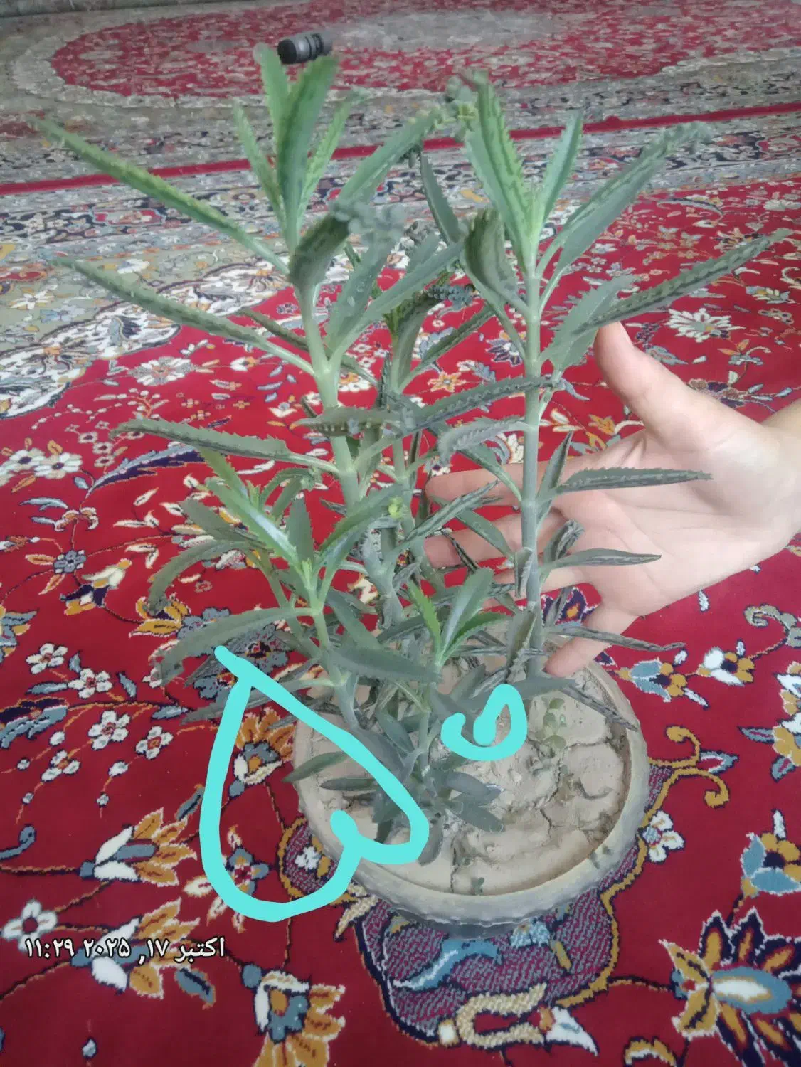 گل طبیعی فروشی|گل و گیاه طبیعی|قائن, |دیوار