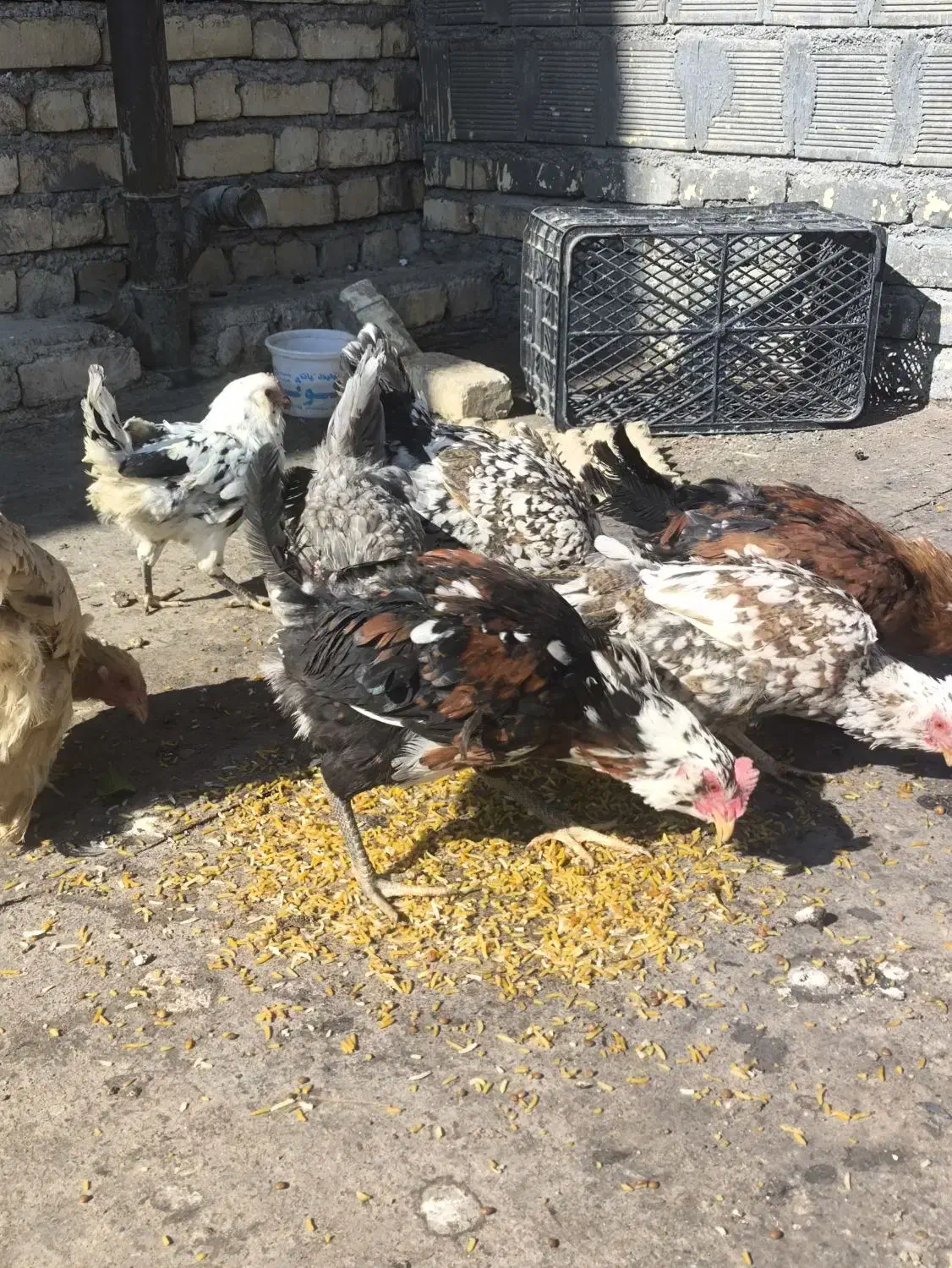 مرغ بومی گلین|حیوانات مزرعه|خمینی‌شهر, |دیوار