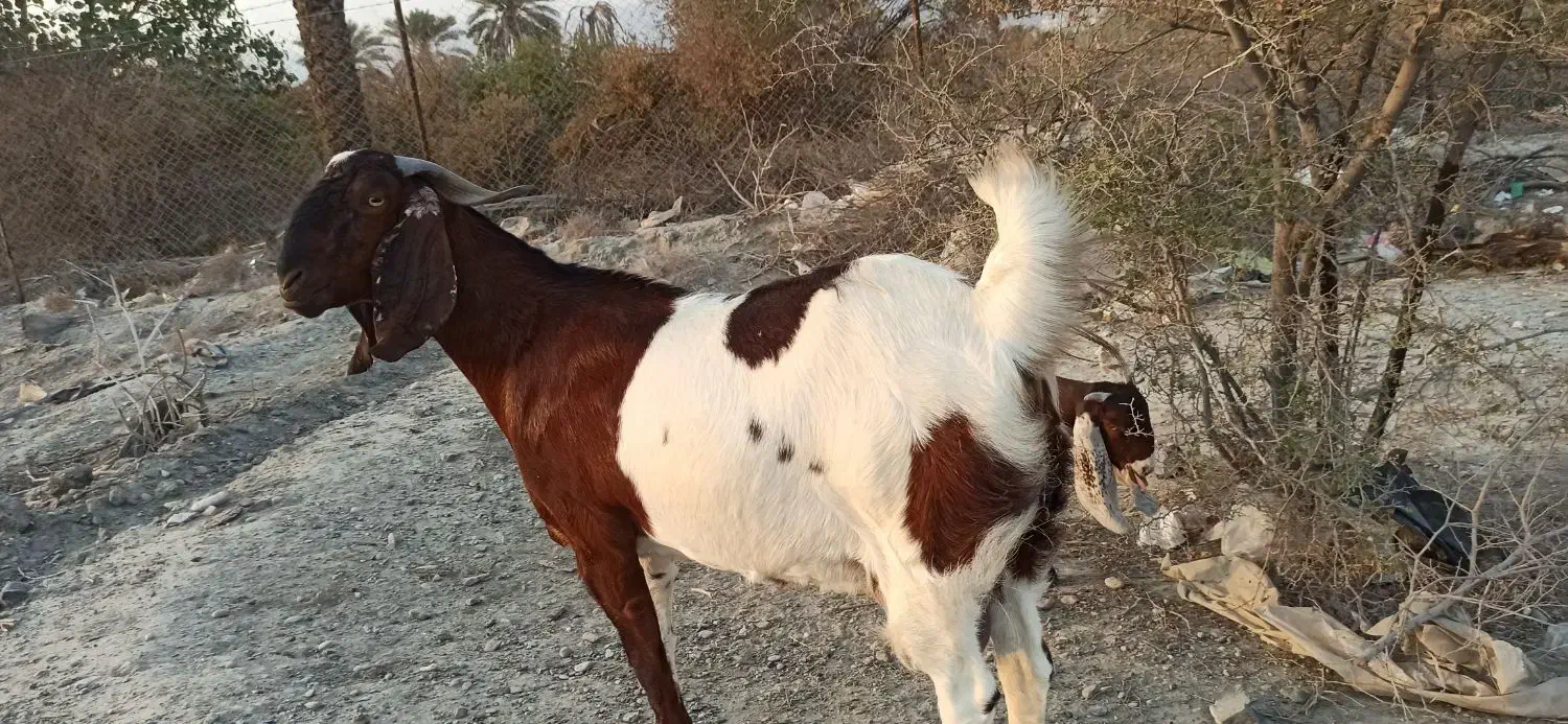 بز چاق سنگین بالای25کیلوگوشت خالص نزار مخصوص قصابی|حیوانات مزرعه|رودان, |دیوار