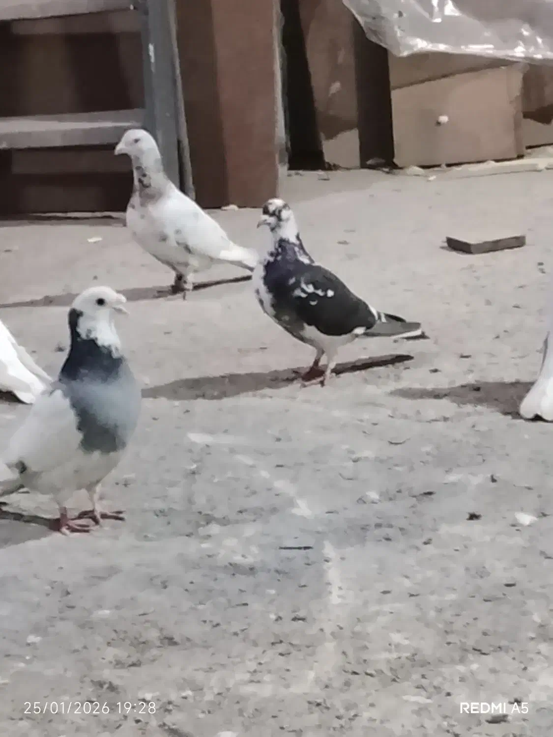 کبوتر کبوتر پلنگ|پرنده|آمل, |دیوار