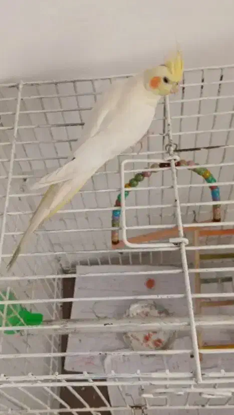 جوجه عروس هلندی|پرنده|طرقبه, |دیوار