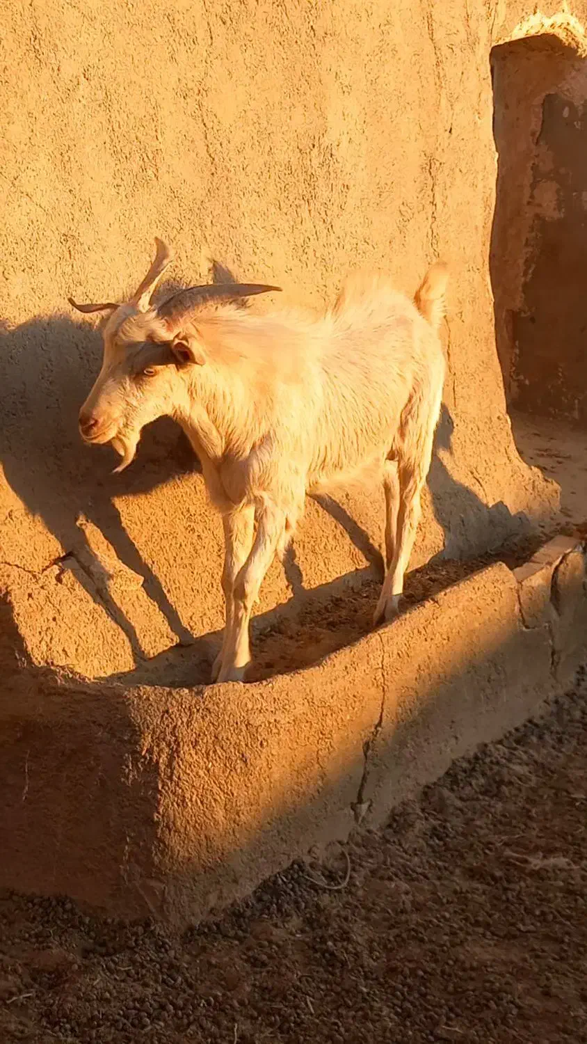 ۱راس بزغاله نر سانن|حیوانات مزرعه|فردوس (خراسان), |دیوار