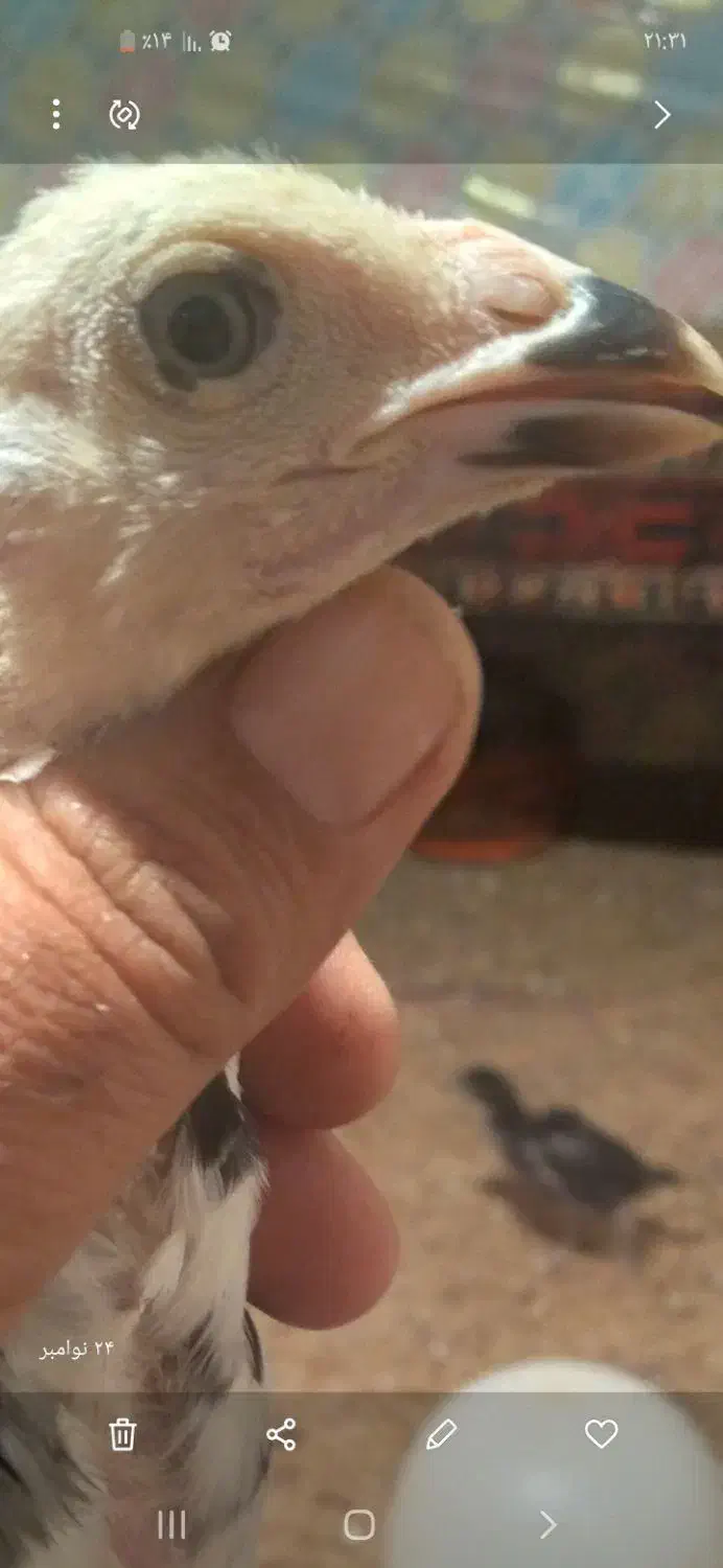 تعداد ۱۰ عدد جوجه لاری|حیوانات مزرعه|زهک, |دیوار