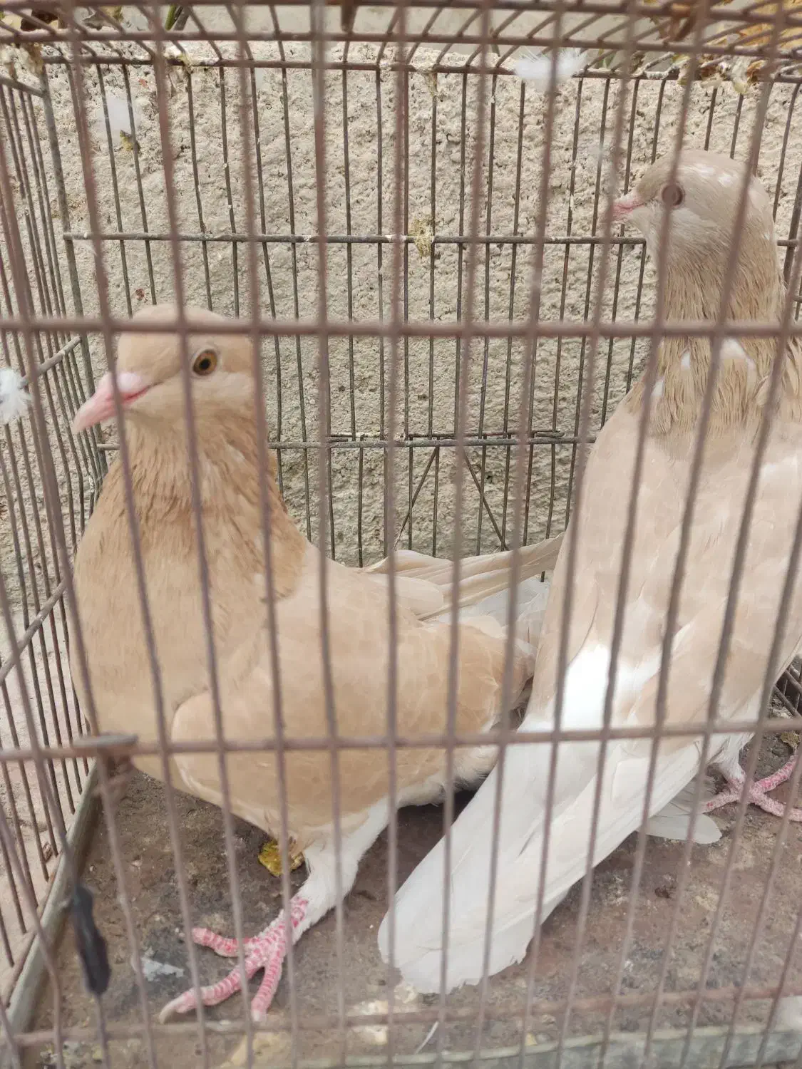 کبوتر هم‌ کود موقلوف|پرنده|کازرون, |دیوار