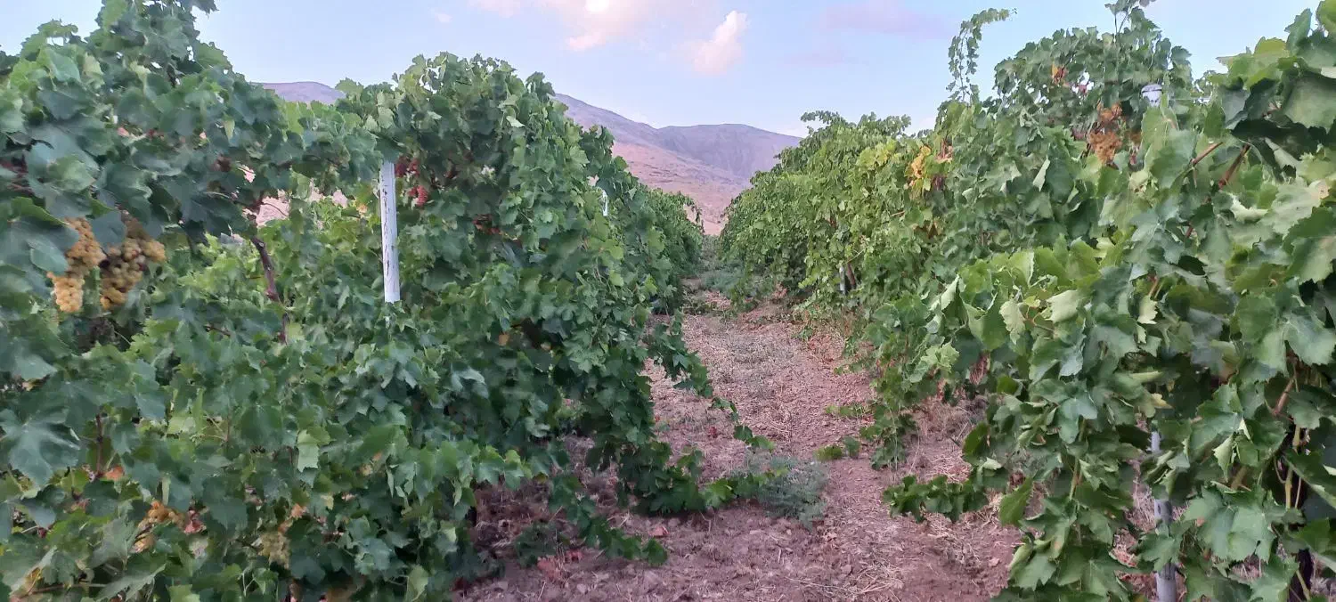 فروش باغ انگور داربستی.بادام. گردو.وزمین|فروش زمین و ملک کلنگی|بیلوار, |دیوار