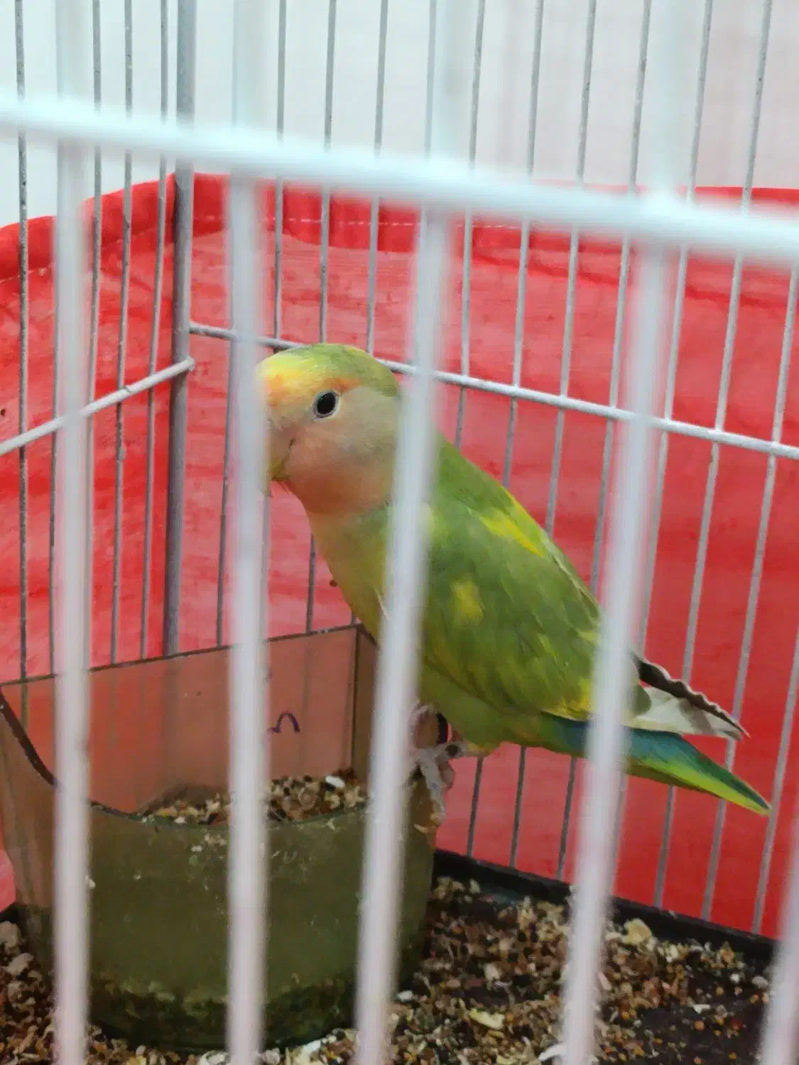 طوطی برزیلی|پرنده|تهران, دولتخواه جنوبی|دیوار