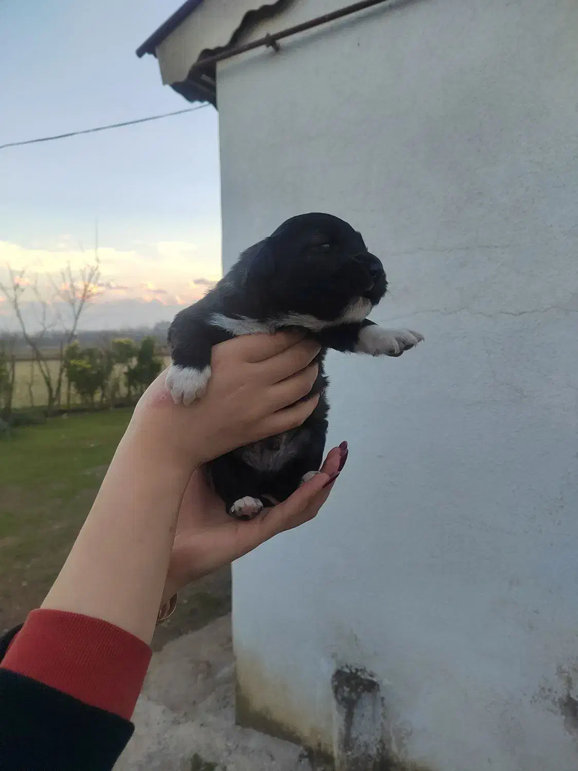 توله سگ شیتزو تریر|سگ|رشت, پل تالشان|دیوار