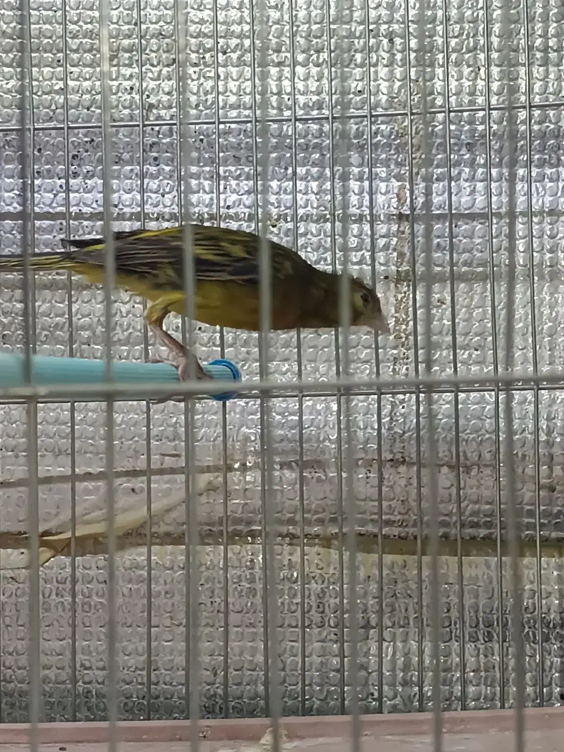 پرنده|پرنده|صدرا-فارس, فاز ۱|دیوار