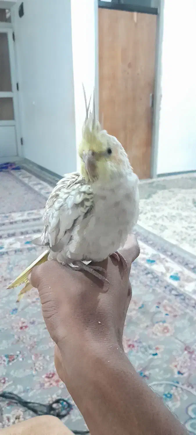 عروس هلندی|پرنده|بهشهر, |دیوار