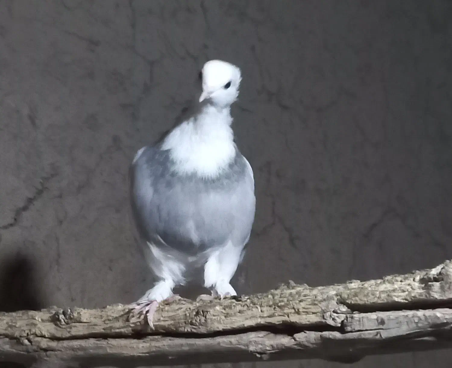 کفتر کاکلی ماده|پرنده|شاهرود, |دیوار