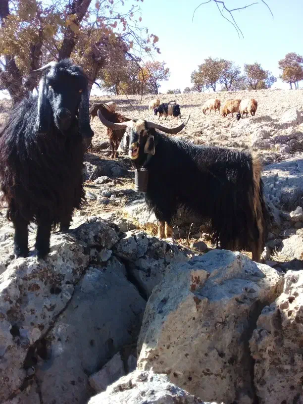 ساورین|حیوانات مزرعه|بولی, |دیوار