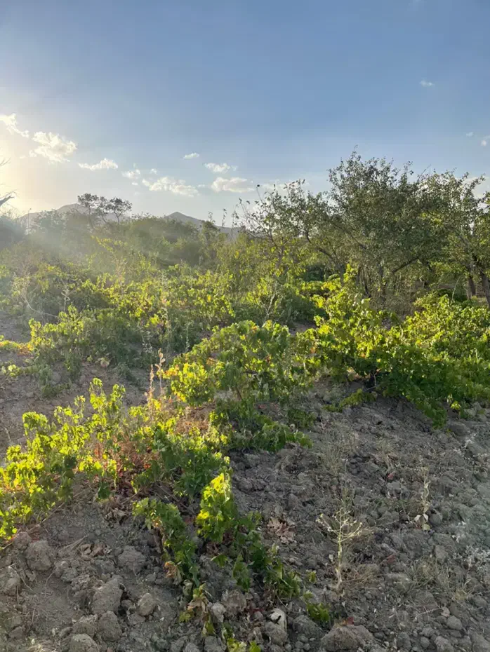 فروش زمین ۳۰۰ متری|فروش زمین و ملک کلنگی|شازند, |دیوار