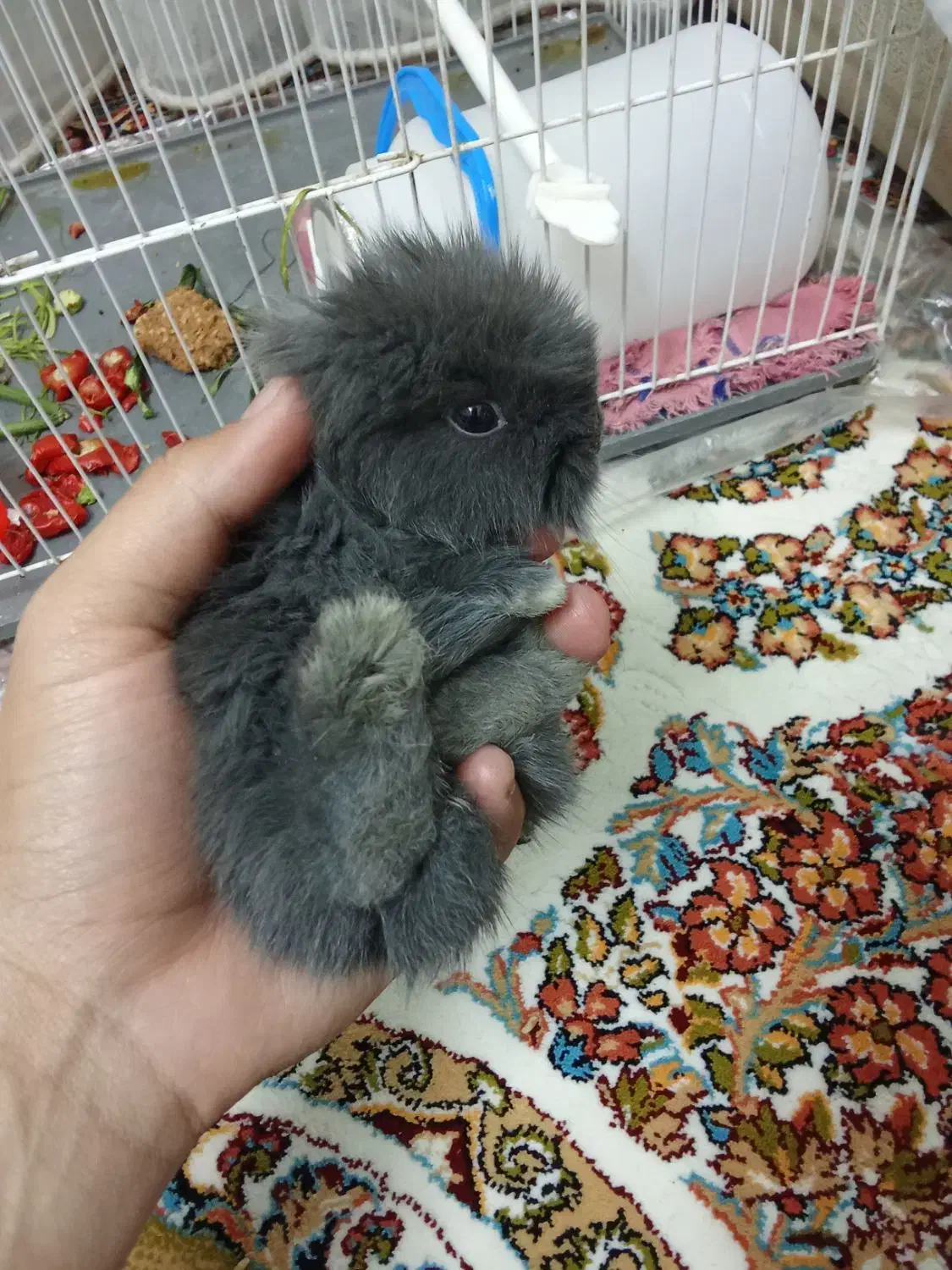 خرگوش لوپ اصل|موش و خرگوش|تربتحیدریه, شهرک ولیعصر|دیوار