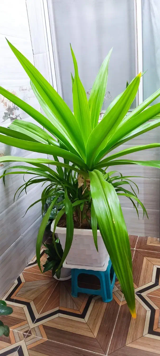 گل طبیعی|گل و گیاه طبیعی|اصفهان, براآن شمالی|دیوار