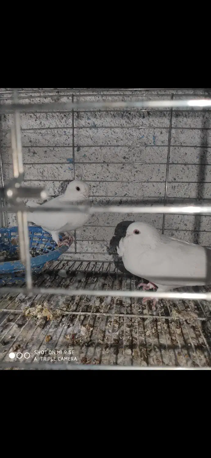 کبوتر زینتی|پرنده|کردیان, |دیوار