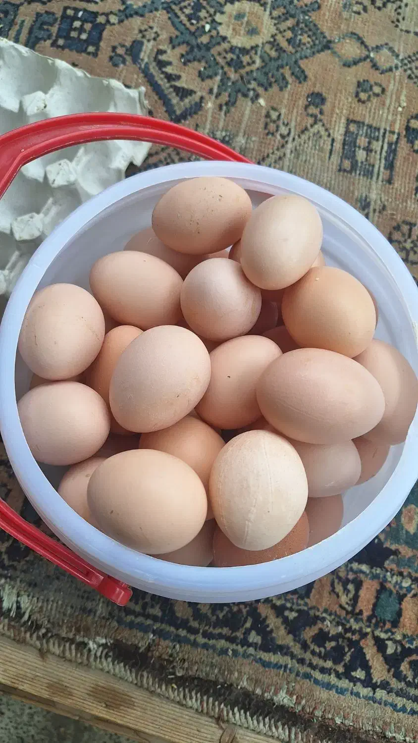 تخم مرغ محلی تازه|خوردنی و آشامیدنی|جوادآباد, |دیوار