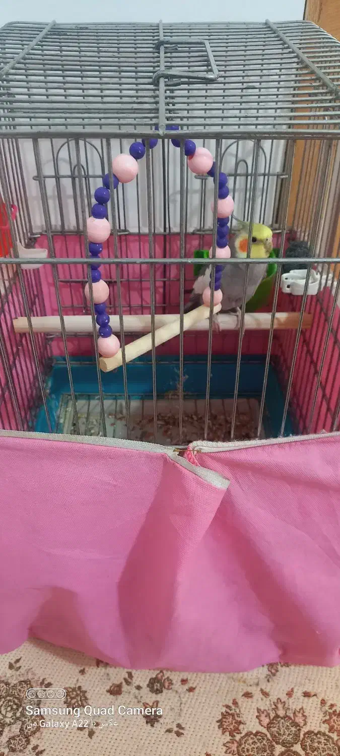 عروس هلندی نر|پرنده|شاهدشهر, |دیوار