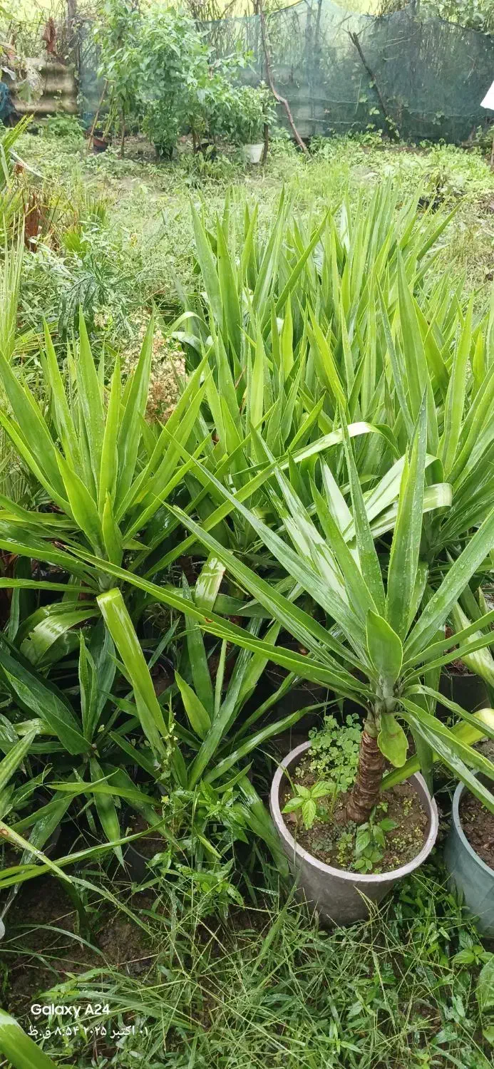 فروش یوکا باغچه ای  آپارتمانی|گل و گیاه طبیعی|رودسر, |دیوار