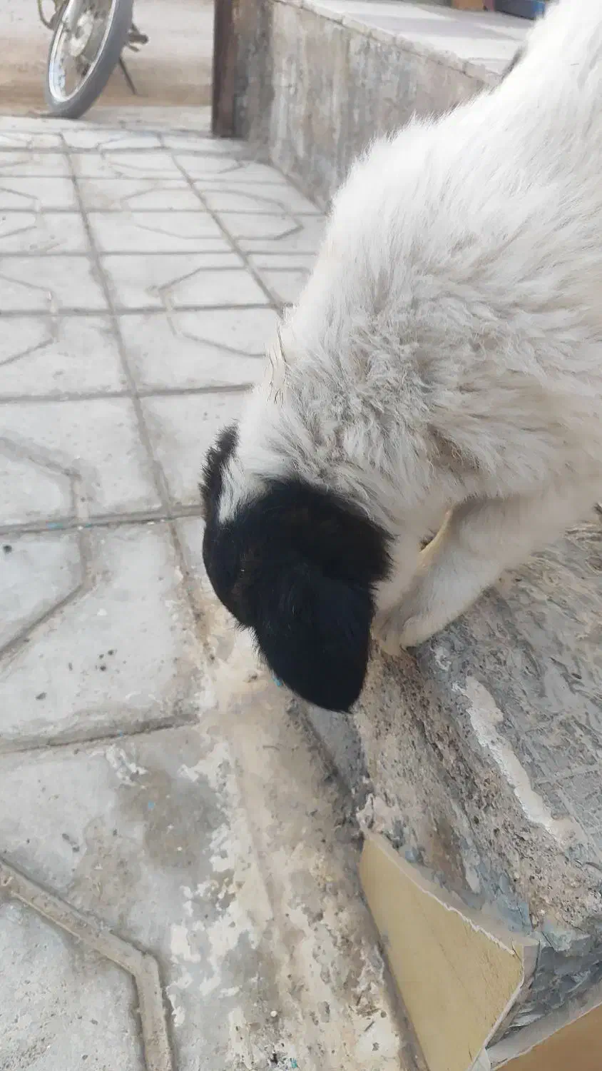 واگذاری سگه قدرجونی|سگ|فسا, |دیوار