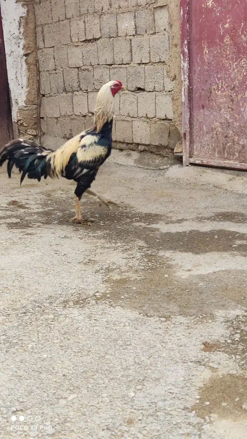 خروس لاری|حیوانات مزرعه|دیواندره, |دیوار