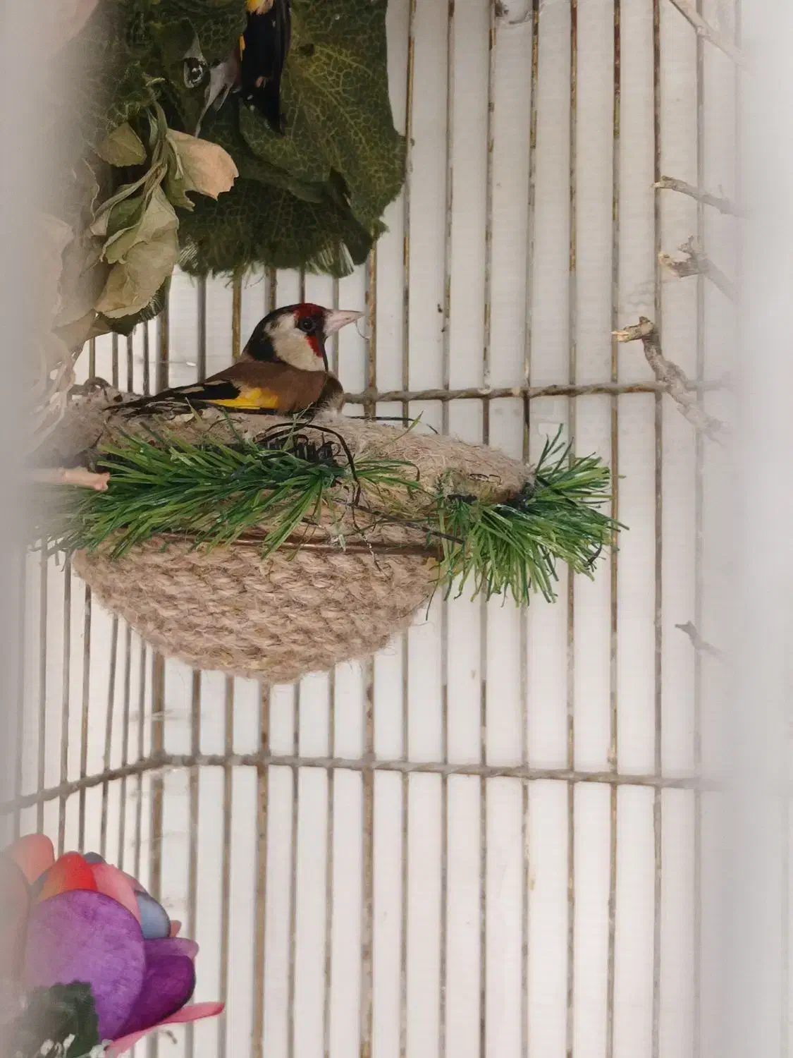 سهره نر گمشده|حیوانات|اسدآباد, |دیوار