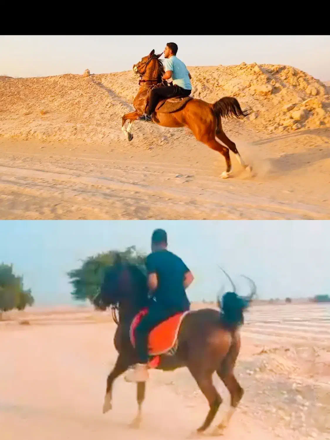 مادیان|اسب و تجهیزات اسب‌سواری|شبانکاره, |دیوار