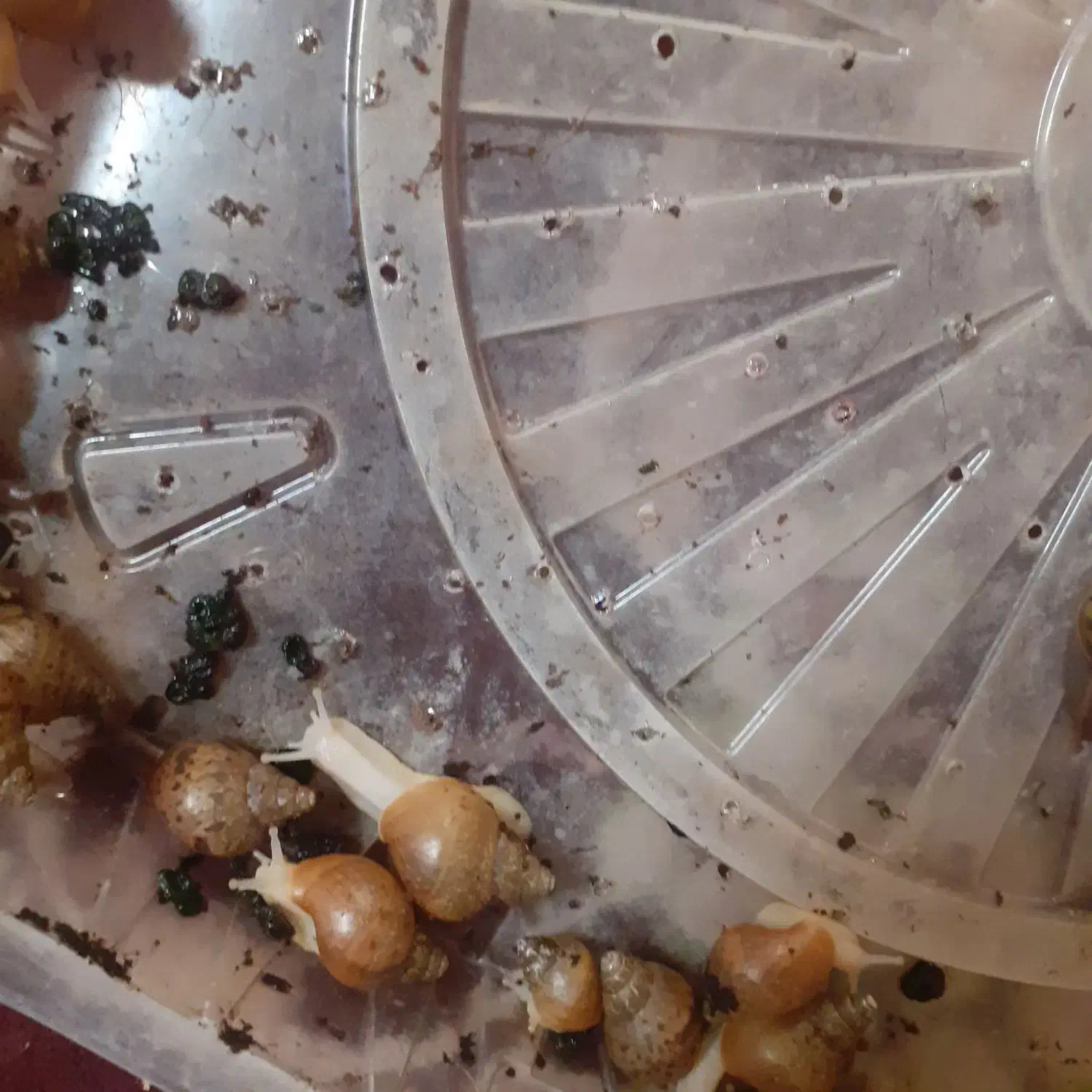 حلزون های البینو|خزنده|کرمانشاه, |دیوار