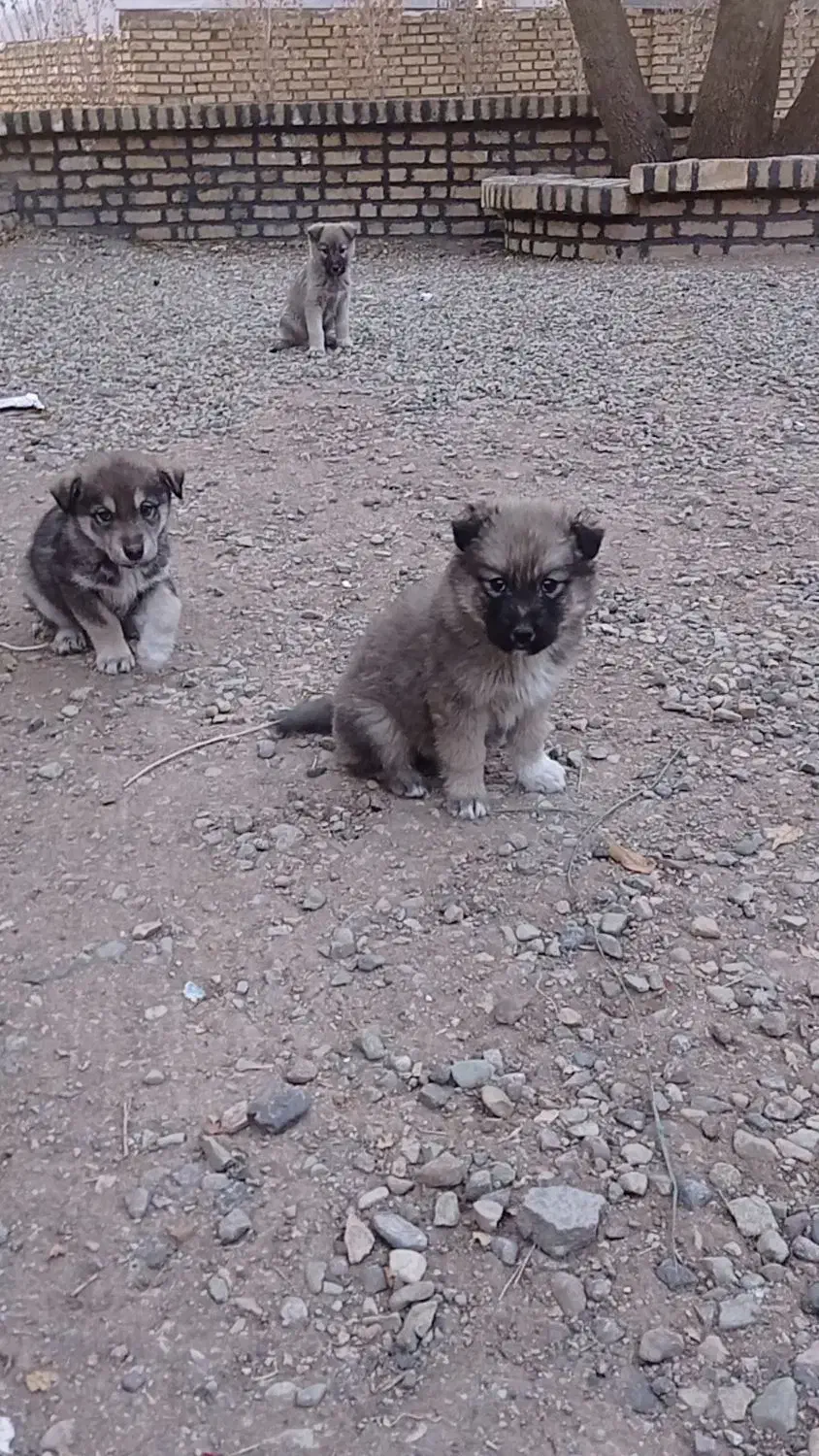 سرابی|سگ|کوهسار (البرز), |دیوار